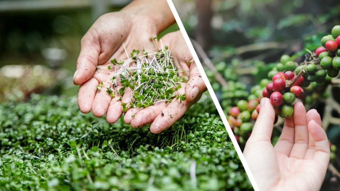 arugula researcher at cambridge