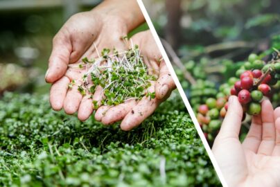 arugula researcher at cambridge