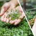 arugula researcher at cambridge