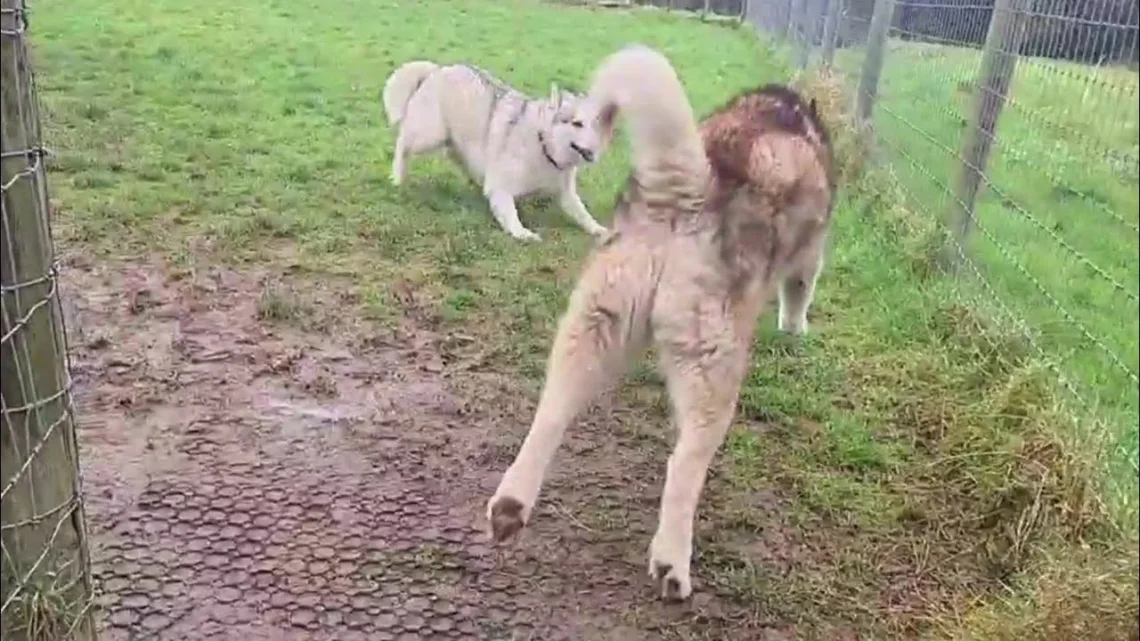 Cole Prevost dog video