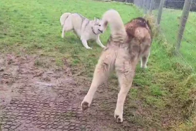 Cole Prevost dog video