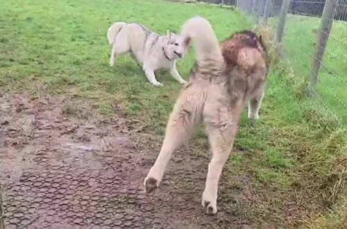 Cole Prevost dog video