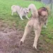 Cole Prevost dog video