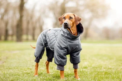 Dogie Clothing