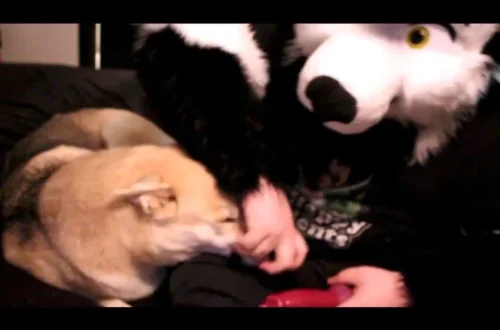 Skirby Dog Video