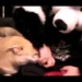 Skirby Dog Video