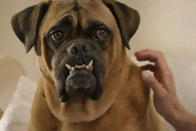 Skirby Dog Video