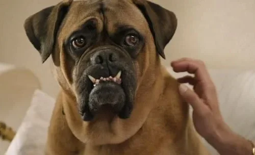 Skirby Dog Video