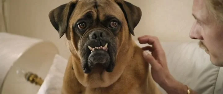 Skirby Dog Video