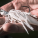 Chaterbait