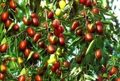 Žižole: The Jujube Fruit That’s Sweet, Historic, and Full of Health Benefits