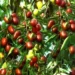 Žižole: The Jujube Fruit That’s Sweet, Historic, and Full of Health Benefits