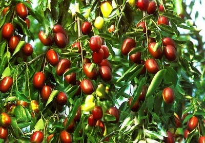 Žižole: The Jujube Fruit That’s Sweet, Historic, and Full of Health Benefits