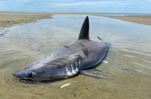 Basking Shark stranded Cape Cod