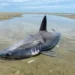 Basking Shark stranded Cape Cod