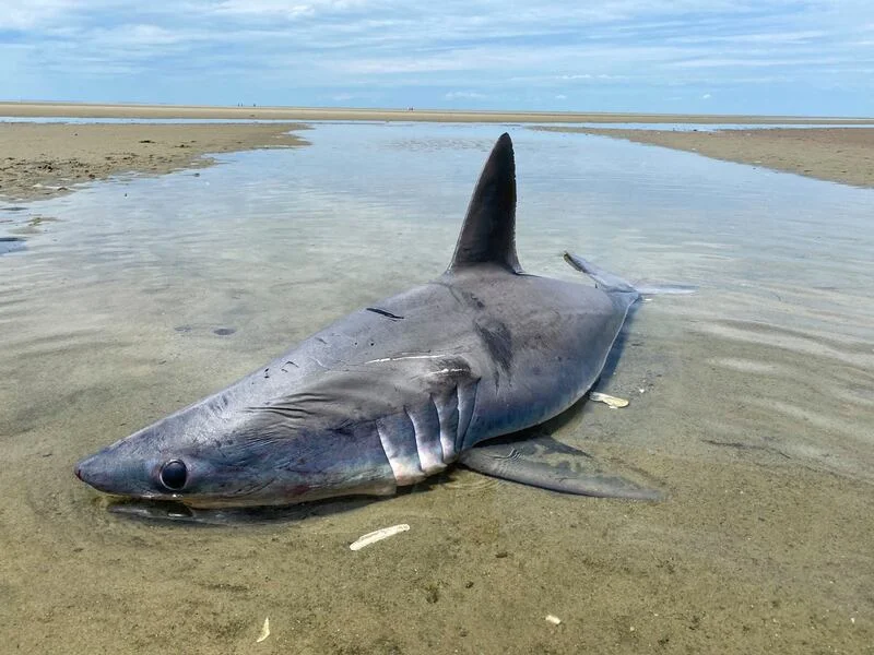 Basking Shark stranded Cape Cod