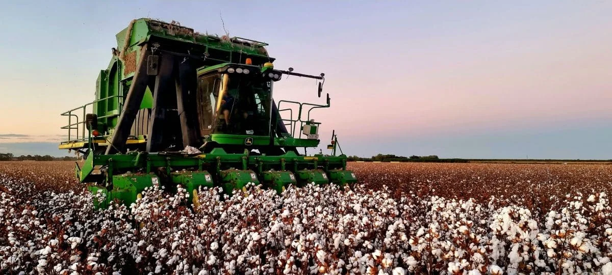 You Cotton Picking Varmint