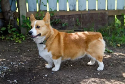 Corgi Rehoming Cynthiana