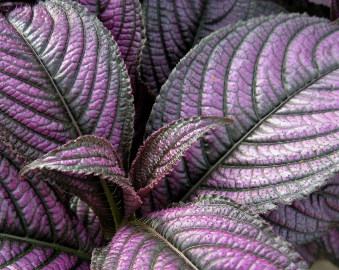 Purple Leaf Foliage Plants