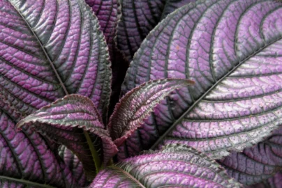 Purple Leaf Foliage Plants