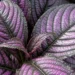 Purple Leaf Foliage Plants