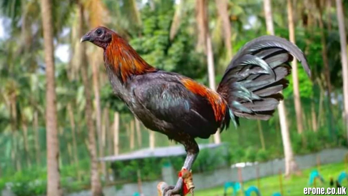 Sabung Ayam Borneo303