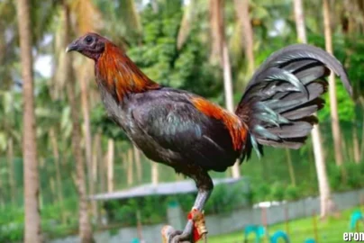 Sabung Ayam Borneo303