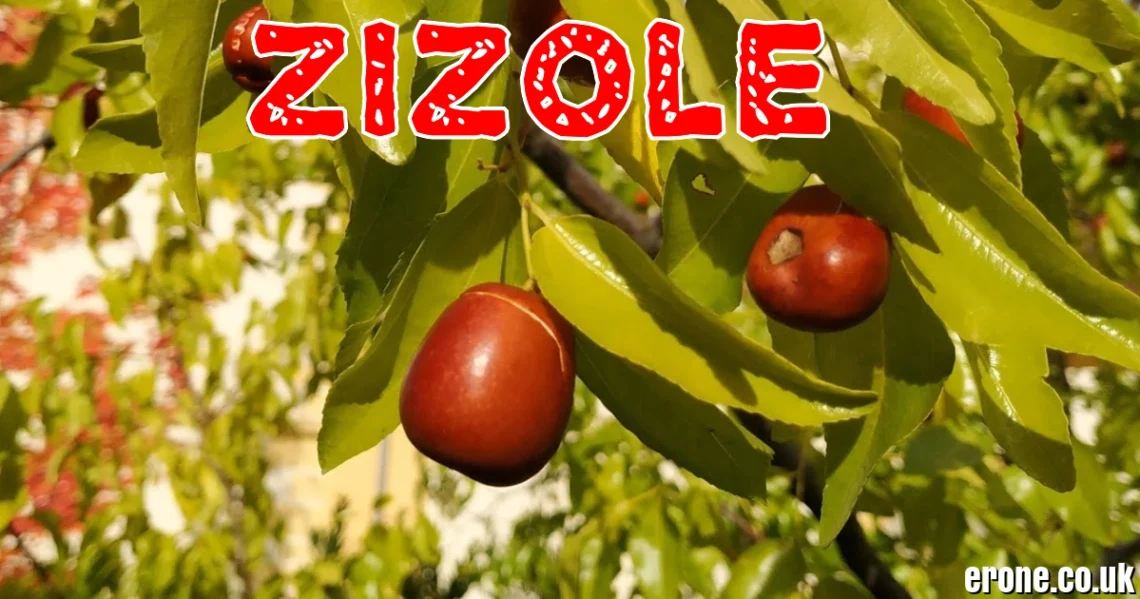 Žižole: The Complete Guide to Buying, Eating, and Understanding