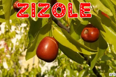 Žižole: The Complete Guide to Buying, Eating, and Understanding