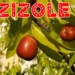 Žižole: The Complete Guide to Buying, Eating, and Understanding
