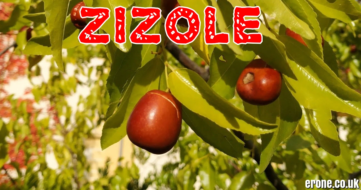 Žižole: The Complete Guide to Buying, Eating, and Understanding